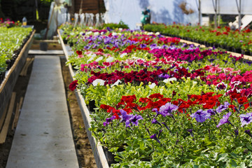 Fototapeta na wymiar Flowers in greenhouse in spring