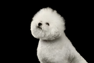 Closeup Purebred White Bichon Frise Dog Sitting and proudly looking up isolated Black Background