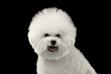Closeup Portrait of Purebred White Bichon Frise Dog happy looking in Camera isolated Black Background