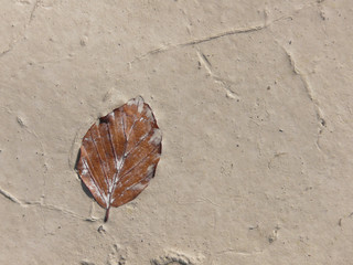 Buchenblatt im Flussschlamm