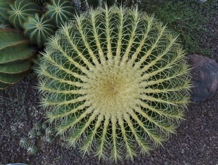Cact&aacute;ceas (Cactaceae) son plantas  espinosas conocidas en conjunto como cactos o cactus.