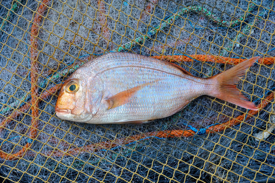 Red Porgy marine cultured fish on fishing nets