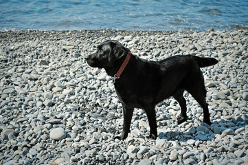 young black retriever stand on the seafront