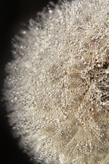 Dandelion with droplets of water ( dew ) on black background. nature composition