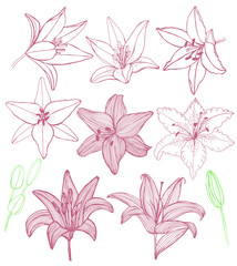vector set of hand-drawn lilies