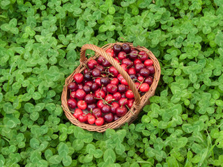 Panier de cerises