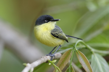 Common Tody-Flycatcher - Panama