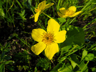 Marsh Marigold (Caltha palustris) on spring