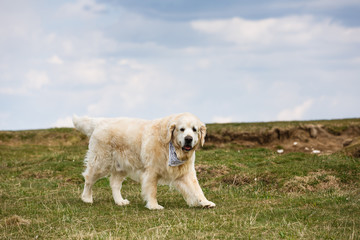 Labrador in the mountains