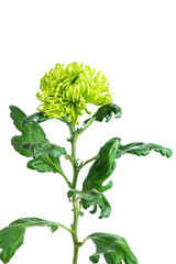 single-head green chrysanthemum, macro, isolate