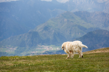 Naklejka premium Labrador in the mountains
