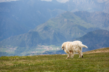 Labrador in the mountains