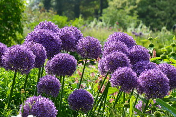 Obraz premium Allium