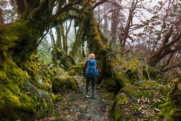 Obraz premium Hike in Nepal jungle