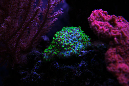 Green chalise coral