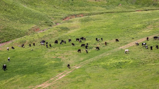 Herd of cows grazing in a meadow, Kazakhstan - 4K Timelapse