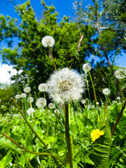 Obraz premium fluffy dandelions on a meadow