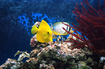Yellow tang (Zebrasoma flavescens) and sealfin tang (Zebrasoma v