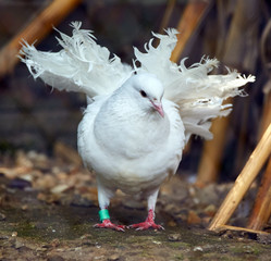 White dove outdoor