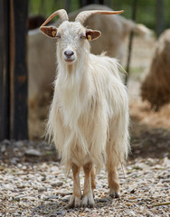 Obraz premium White goat outdoor