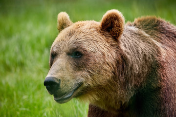 Fototapeta premium Bear closeup