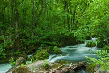 Obraz premium 奥入瀬 / 渓流 / 新緑