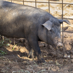 Young muddy Black Iberian pig beside metal fence. Organic livestock