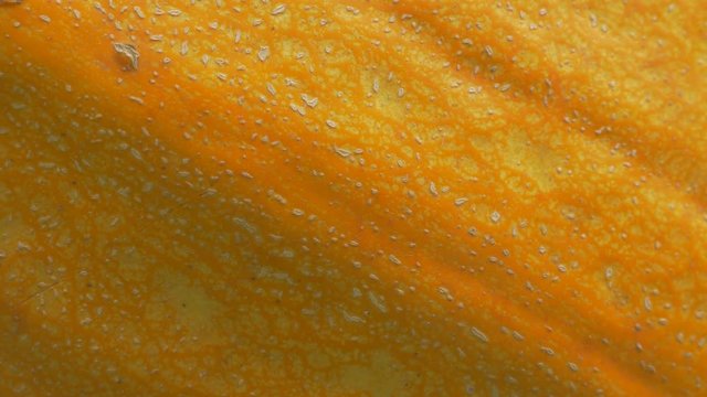 Orange fresh organic pumpkin close-up texture 4K 2160p UHD footage - Pumpkin early autumn product 4K 3840X2160 video