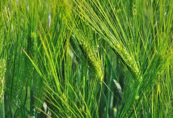 épis d'orge encore vert dans un champ