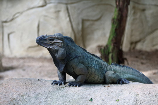 Horned Iguana 2