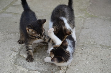 Playful Kittens on the Streets of Istanbul, Turkey