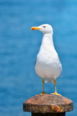 Seagull with blue background