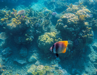 Fototapeta na wymiar Yellow tropical fish and coral reef, sea bottom landscape