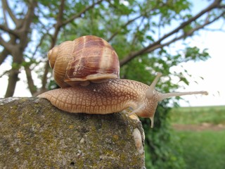 Snail