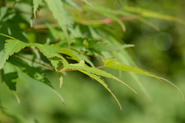 érable