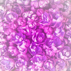 Beautiful floral background with flowers of lilac.