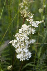 White flowers among the thick grass