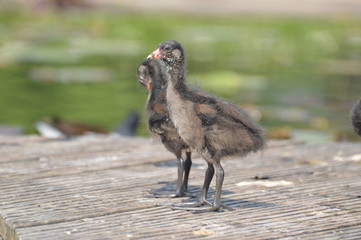 poule d'eau © Seabird75