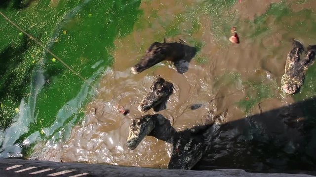 Krokodiele springen aus dem Wasser um an Nahrung zu kommen