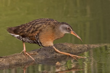 Virginia Rail, Rallus limicola, stepping out