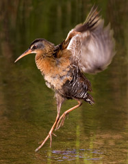 Virginia Rail, Rallus limicola, landing