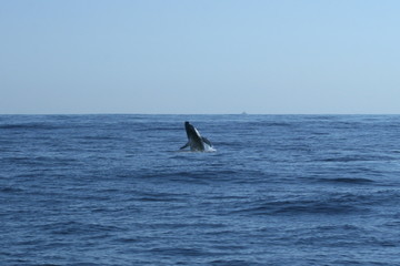 Baleine Ile de la Réunion