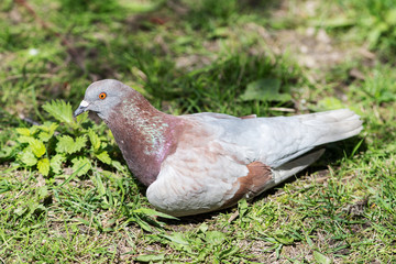 portrait of brown pigeon