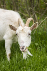 Fototapeta premium white goats feeding on the farm