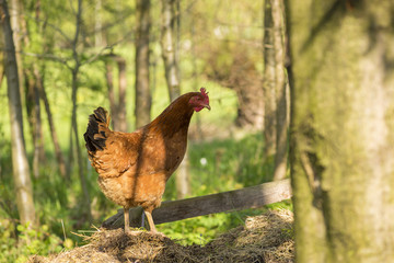 chickens grazing on the grass