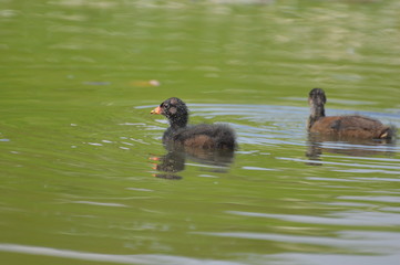 poule d'eau © Seabird75