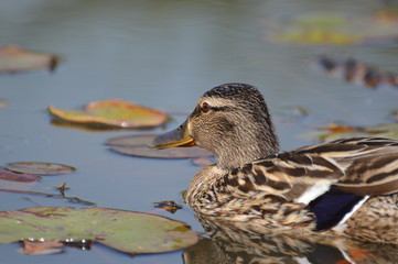 canard colvert