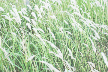 blurry grass flower background