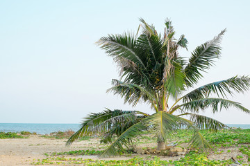 Fototapeta premium coconut tree on blue sky