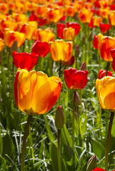 Obraz premium Red and orange tulips background.